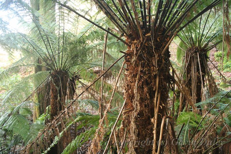 Tree fern gully, Pirianda Gardens IMG_7076.JPG